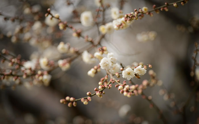 desktop background image of a bee enjoying the plum blossoms at the Kitano Tenmangu Shrine (北野天満宮), Kyoto Japan -- Bountiful Harvest Honeybee in honeybee heaven -- Kitano Tenmangu Shrine (北野天満宮) -- Copyright 2013 Jeffrey Friedl, http://regex.info/blog/ -- This photo is licensed to the public under the Creative Commons Attribution-NonCommercial 4.0 International License http://creativecommons.org/licenses/by-nc/4.0/ (non-commercial use is freely allowed if proper attribution is given, including a link back to this page on http://regex.info/ when used online)