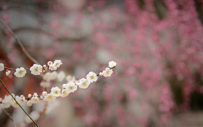 desktop background image of plum blossoms at the Kitano Tenmangu Shrine (北野天満宮), Kyoto Japan -- White -- Kitano Tenmangu Shrine (北野天満宮) -- Copyright 2013 Jeffrey Friedl, http://regex.info/blog/ -- This photo is licensed to the public under the Creative Commons Attribution-NonCommercial 3.0 Unported License http://creativecommons.org/licenses/by-nc/3.0/ (non-commercial use is freely allowed if proper attribution is given, including a link back to this page on http://regex.info/ when used online)