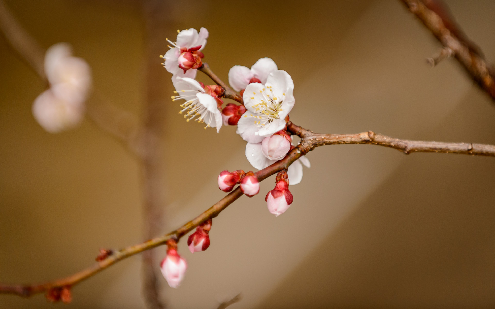 1920 x 1200 desktop background image of plum blossoms at the Kitano Tenmang...
