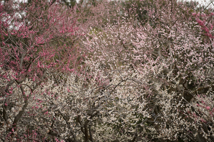 Thick Mess of Blossoms -- Kyoto Imperial Palace Park (京都御所) -- Kyoto, Japan -- Copyright 2013 Jeffrey Friedl, http://regex.info/blog/ -- This photo is licensed to the public under the Creative Commons Attribution-NonCommercial 3.0 Unported License http://creativecommons.org/licenses/by-nc/3.0/ (non-commercial use is freely allowed if proper attribution is given, including a link back to this page on http://regex.info/ when used online)