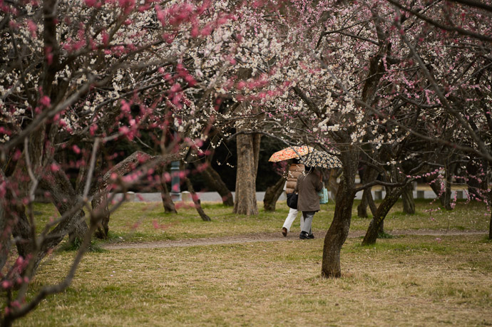 But It's Still Raining and I should get out of here -- Kyoto Imperial Palace Park (京都御所) -- Kyoto, Japan -- Copyright 2013 Jeffrey Friedl, http://regex.info/blog/ -- This photo is licensed to the public under the Creative Commons Attribution-NonCommercial 3.0 Unported License http://creativecommons.org/licenses/by-nc/3.0/ (non-commercial use is freely allowed if proper attribution is given, including a link back to this page on http://regex.info/ when used online)