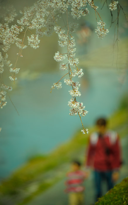 desktop background image of a dad and young child taking a stroll along a river under cherry blossoms, in Kyoto Japan -- Quality Time -- Copyright 2013 Jeffrey Friedl, http://regex.info/blog/ -- This photo is licensed to the public under the Creative Commons Attribution-NonCommercial 3.0 Unported License http://creativecommons.org/licenses/by-nc/3.0/ (non-commercial use is freely allowed if proper attribution is given, including a link back to this page on http://regex.info/ when used online)