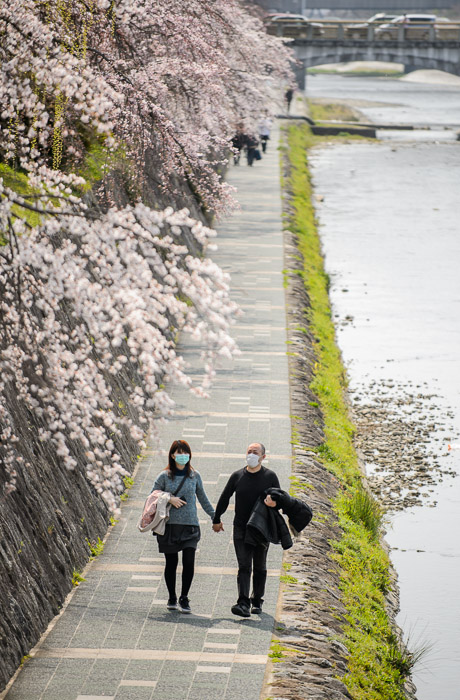 Looking South it's nice to see folks holding hands ( but I'm glad I don't suffer pollen allergies ) -- Kamo River (鴨川) -- Kyoto, Japan -- Copyright 2013 Jeffrey Friedl, http://regex.info/blog/ -- This photo is licensed to the public under the Creative Commons Attribution-NonCommercial 3.0 Unported License http://creativecommons.org/licenses/by-nc/3.0/ (non-commercial use is freely allowed if proper attribution is given, including a link back to this page on http://regex.info/ when used online)