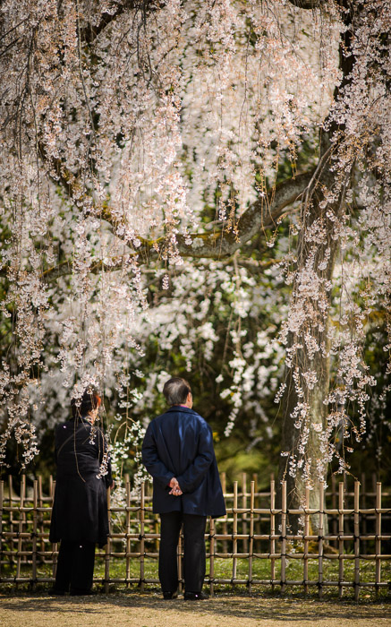 desktop background image of a couple enjoying the cherry blossoms at the Kyoto Imperial Palace Park (京都御所) -- Quiet Contemplation Kyoto Imperial Palace Park (&#8220;Kyoto Gosho&#8221;, 京都御所) -- Kyoto Imperial Palace Park ( Kyoto Gosho , 京都御所) -- Kyoto, Japan -- Copyright 2013 Jeffrey Friedl, http://regex.info/blog/ -- This photo is licensed to the public under the Creative Commons Attribution-NonCommercial 3.0 Unported License http://creativecommons.org/licenses/by-nc/3.0/ (non-commercial use is freely allowed if proper attribution is given, including a link back to this page on http://regex.info/ when used online)