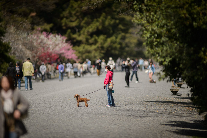 Puppy taking his owner for a walk -- Kyoto Imperial Palace Park ( Kyoto Gosho , 京都御所) -- Kyoto, Japan -- Copyright 2013 Jeffrey Friedl, http://regex.info/blog/ -- This photo is licensed to the public under the Creative Commons Attribution-NonCommercial 3.0 Unported License http://creativecommons.org/licenses/by-nc/3.0/ (non-commercial use is freely allowed if proper attribution is given, including a link back to this page on http://regex.info/ when used online)