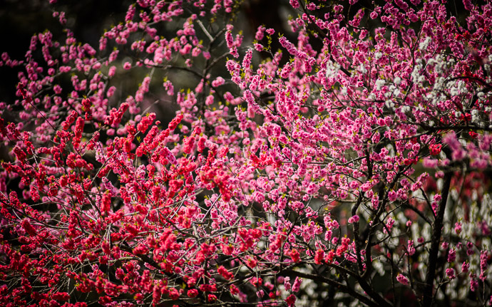 desktop background image of peach blossoms at the Kyoto Imperial Palace Park (Kyoto Gosho, 京都御所) -- Kyoto Imperial Palace Park ( Kyoto Gosho , 京都御所) -- Kyoto, Japan -- Copyright 2013 Jeffrey Friedl, http://regex.info/blog/ -- This photo is licensed to the public under the Creative Commons Attribution-NonCommercial 3.0 Unported License http://creativecommons.org/licenses/by-nc/3.0/ (non-commercial use is freely allowed if proper attribution is given, including a link back to this page on http://regex.info/ when used online)