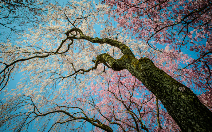 desktop background image of the -- Weeping Cherry Ryouanji Temple (龍安寺) -- Ryouanji Temple (龍安寺) -- Kyoto, Japan -- Copyright 2013 Jeffrey Friedl, http://regex.info/blog/ -- This photo is licensed to the public under the Creative Commons Attribution-NonCommercial 3.0 Unported License http://creativecommons.org/licenses/by-nc/3.0/ (non-commercial use is freely allowed if proper attribution is given, including a link back to this page on http://regex.info/ when used online)