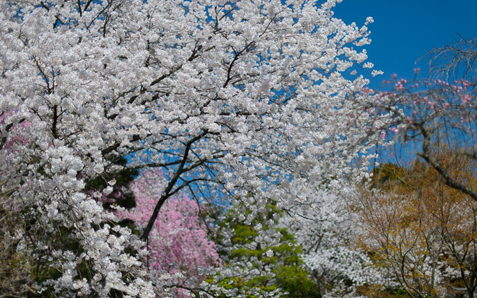 desktop background image of cherry blossoms at the Ryouanji Temple (龍安寺), Kyoto Japan -- Somehow Captivating the full-screen version somehow captures my attention, but I can't explain why -- Ryouanji Temple (龍安寺) -- Copyright 2013 Jeffrey Friedl, http://regex.info/blog/ -- This photo is licensed to the public under the Creative Commons Attribution-NonCommercial 3.0 Unported License http://creativecommons.org/licenses/by-nc/3.0/ (non-commercial use is freely allowed if proper attribution is given, including a link back to this page on http://regex.info/ when used online)