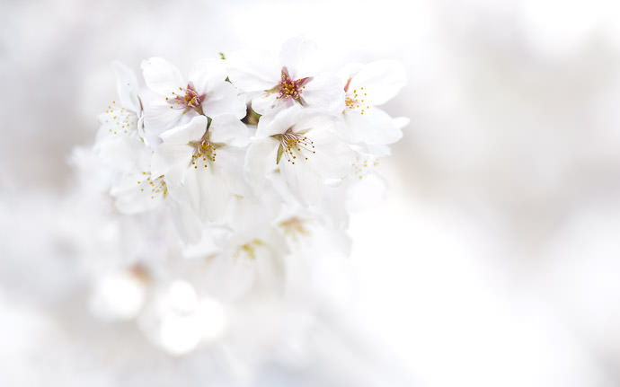 desktop background image of cherry blossoms in Japan -- Cherry-Blossom Whiteout -- Ryouanji Temple (龍安寺) -- Kyoto, Japan -- Copyright 2013 Jeffrey Friedl, http://regex.info/blog/ -- This photo is licensed to the public under the Creative Commons Attribution-NonCommercial 4.0 International License http://creativecommons.org/licenses/by-nc/4.0/ (non-commercial use is freely allowed if proper attribution is given, including a link back to this page on http://regex.info/ when used online)