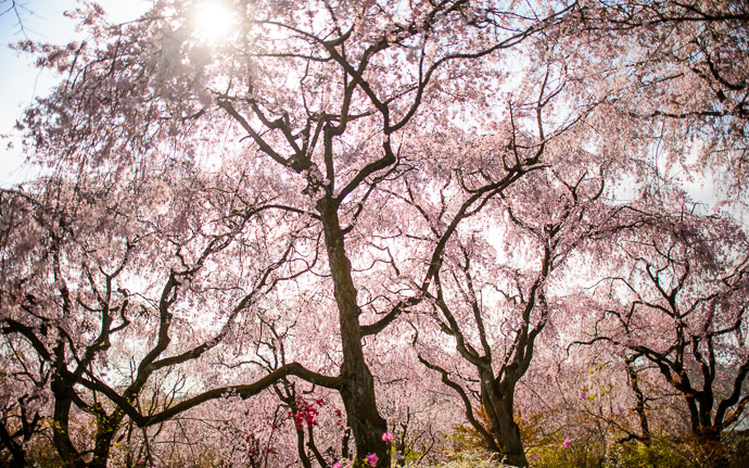 desktop background image of cherry blossoms at the Haradanien Garden (原谷苑) in Kyoto Japan -- Huge Canopy that seems to never end -- The Haradanien Garden (原谷苑) -- Copyright 2013 Jeffrey Friedl, http://regex.info/blog/ -- This photo is licensed to the public under the Creative Commons Attribution-NonCommercial 3.0 Unported License http://creativecommons.org/licenses/by-nc/3.0/ (non-commercial use is freely allowed if proper attribution is given, including a link back to this page on http://regex.info/ when used online)