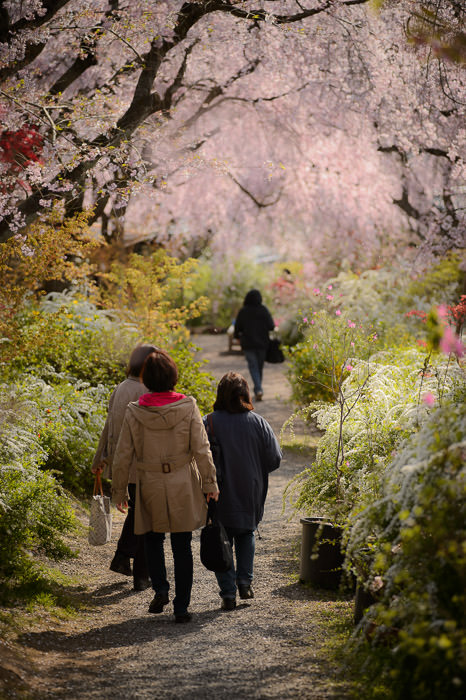 Blossom Tunnel The Haradanien Garden (原谷苑), Kyoto, Japan (Apr 2013) -- The Haradanien Garden (原谷苑) -- Copyright 2013 Jeffrey Friedl, http://regex.info/blog/ -- This photo is licensed to the public under the Creative Commons Attribution-NonCommercial 4.0 International License http://creativecommons.org/licenses/by-nc/4.0/ (non-commercial use is freely allowed if proper attribution is given, including a link back to this page on http://regex.info/ when used online)