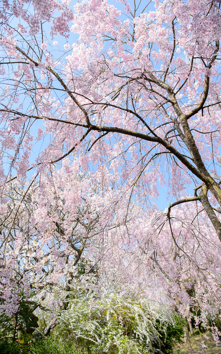 desktop background image of cherry blossoms at the Haradanien Garden (原谷苑) in Kyoto Japan -- The Haradanien Garden Kyoto, Japan 原谷苑、京都市 -- The Haradanien Garden (原谷苑) -- Copyright 2013 Jeffrey Friedl, http://regex.info/blog/ -- This photo is licensed to the public under the Creative Commons Attribution-NonCommercial 3.0 Unported License http://creativecommons.org/licenses/by-nc/3.0/ (non-commercial use is freely allowed if proper attribution is given, including a link back to this page on http://regex.info/ when used online)