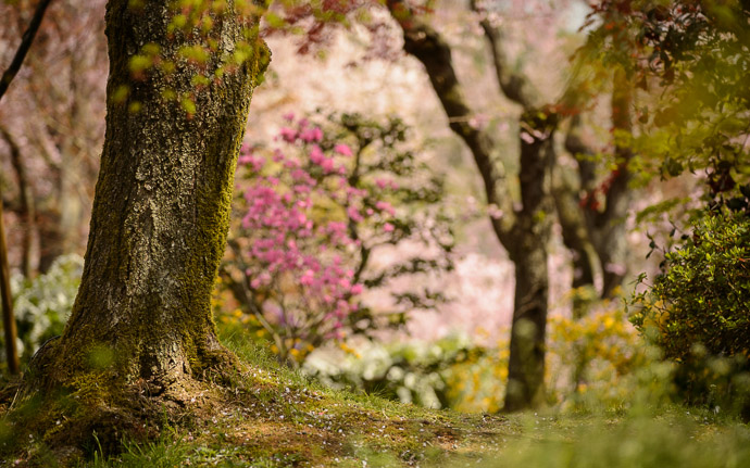 cherry-blossom scene at the gorgeous Haradanien Garden (原谷苑), Kyoto Japan