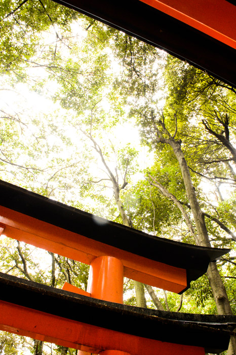 Looking Up -- Fushimi Inari Shrine (伏見稲荷大社) -- Kyoto, Japan -- Copyright 2013 Jeffrey Friedl, http://regex.info/blog/