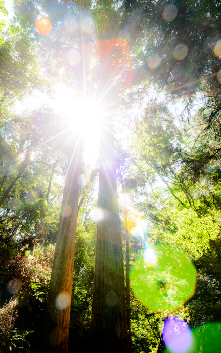 desktop background image of towering trees on Kyoto -- Over The Top lens flare (and I think I need to clean the dust from the front of my lens) -- Mt. Hiei (比叡山) -- Kyoto, Japan -- Copyright 2013 Jeffrey Friedl, http://regex.info/blog/ -- This photo is licensed to the public under the Creative Commons Attribution-NonCommercial 3.0 Unported License http://creativecommons.org/licenses/by-nc/3.0/ (non-commercial use is freely allowed if proper attribution is given, including a link back to this page on http://regex.info/ when used online)