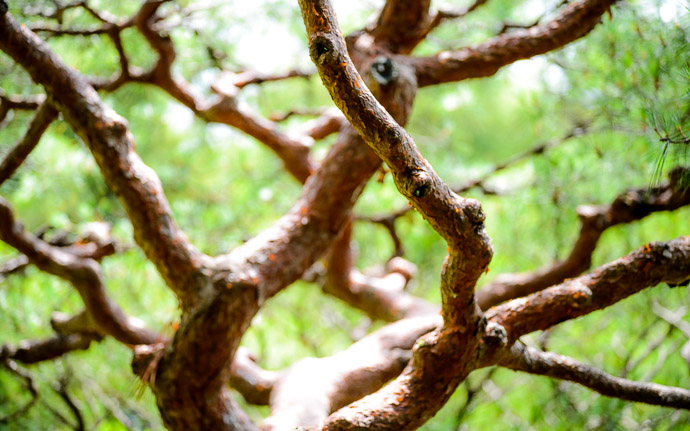 desktop background image of a twisted tree at the Heian Shrine (平安神宮), Kyoto Japan -- DNA-esque -- Heian Shrine (平安神宮) -- Copyright 2013 Jeffrey Friedl, http://regex.info/blog/ -- This photo is licensed to the public under the Creative Commons Attribution-NonCommercial 3.0 Unported License http://creativecommons.org/licenses/by-nc/3.0/ (non-commercial use is freely allowed if proper attribution is given, including a link back to this page on http://regex.info/ when used online)