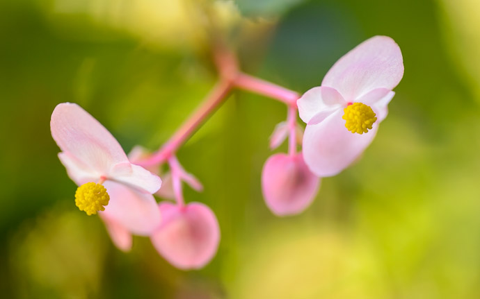 desktop background image of delicate pink flowers at the Sanzen-in Temple (三千院), Kyoto Japan -- Dainty Little Pair at the Sanzen-in Temple (三千院), Kyoto Japan -- Sanzen-in Temple (三千院) -- Copyright 2013 Jeffrey Friedl, http://regex.info/blog/ -- This photo is licensed to the public under the Creative Commons Attribution-NonCommercial 3.0 Unported License http://creativecommons.org/licenses/by-nc/3.0/ (non-commercial use is freely allowed if proper attribution is given, including a link back to this page on http://regex.info/ when used online)
