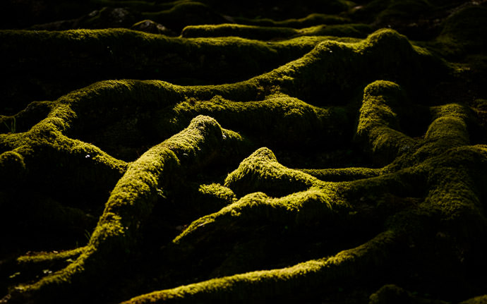 desktop background image of sun-drenched moss-covered roots of a huge 800-year-old camphor tree at the Shoren-in Temple (青蓮院), Kyoto Japan -- Sundrenched Moss-Covered Roots of a huge 800-year-old &#8220; Natural Treasure of Kyoto &#8221; camphor tree -- Shoren'in Temple (青蓮院) -- Copyright 2013 Jeffrey Friedl, http://regex.info/blog/