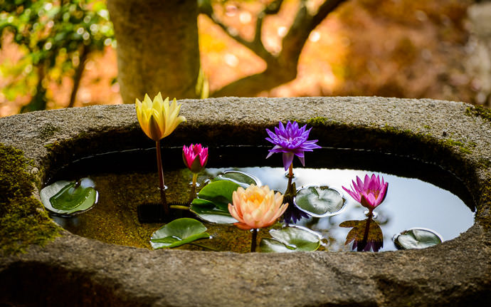 desktop background image of a tukubai (water basin) the Shoren-in Temple (青蓮院), Kyoto Japan -- Water Basin festooned for the occasion -- Shoren'in Temple (青蓮院) -- Copyright 2013 Jeffrey Friedl, http://regex.info/blog/