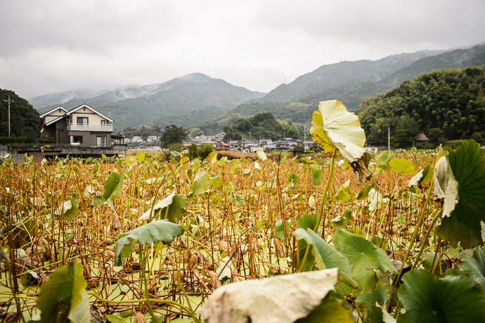 Lotus-Root Farm Iwakuni City, Yamaguchi Prefecture, Japan &mdash; Oct 2013 Lotus root ( レンコン ) is a common food -- 県道115号線 -- Iwakuni, Yamaguchi, Japan -- Copyright 2013 Jeffrey Friedl, http://regex.info/blog/ -- This photo is licensed to the public under the Creative Commons Attribution-NonCommercial 4.0 International License http://creativecommons.org/licenses/by-nc/4.0/ (non-commercial use is freely allowed if proper attribution is given, including a link back to this page on http://regex.info/ when used online)