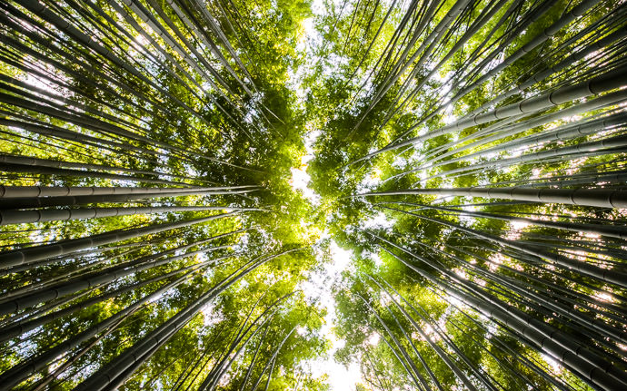 desktop background image of the canopy of a bamboo grove in the Arashiyama area of Kyoto, Japan (嵐山竹やぶ) -- Arashiyama Bamboo Grove -- Arashiyama Bamboo Forest (嵐山竹やぶ) -- Copyright 2013 Jeffrey Friedl, http://regex.info/blog/ -- This photo is licensed to the public under the Creative Commons Attribution-NonCommercial 3.0 Unported License http://creativecommons.org/licenses/by-nc/3.0/ (non-commercial use is freely allowed if proper attribution is given, including a link back to this page on http://regex.info/ when used online)