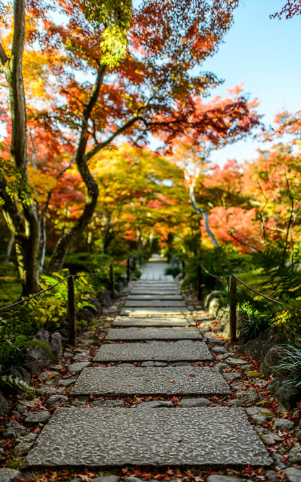 desktop background image of the main path bathed in fall colors, at the Hokyo-in Temple (宝筐院), Kyoto Japan -- Hokyo-in Temple (宝筐院) -- Copyright 2013 Jeffrey Friedl, http://regex.info/blog/ -- This photo is licensed to the public under the Creative Commons Attribution-NonCommercial 3.0 Unported License http://creativecommons.org/licenses/by-nc/3.0/ (non-commercial use is freely allowed if proper attribution is given, including a link back to this page on http://regex.info/ when used online)