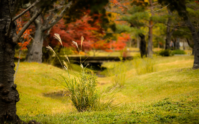desktop background image of the park-like grounds of Heiankyo (平安郷) in Kyoto Japan -- Tuft -- Heiankyo (平安郷) -- Copyright 2013 Jeffrey Friedl, http://regex.info/blog/ -- This photo is licensed to the public under the Creative Commons Attribution-NonCommercial 3.0 Unported License http://creativecommons.org/licenses/by-nc/3.0/ (non-commercial use is freely allowed if proper attribution is given, including a link back to this page on http://regex.info/ when used online)