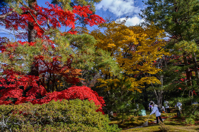 Too. Much. Color. volunteer ground crews at the Shugakuin Imperial Villa (修学院離宮) Nov 2013, Kyoto Japan -- Shugakuin Imperial Villa (修学院離宮) -- Copyright 2013 Jeffrey Friedl, http://regex.info/blog/ -- This photo is licensed to the public under the Creative Commons Attribution-NonCommercial 4.0 International License http://creativecommons.org/licenses/by-nc/4.0/ (non-commercial use is freely allowed if proper attribution is given, including a link back to this page on http://regex.info/ when used online)