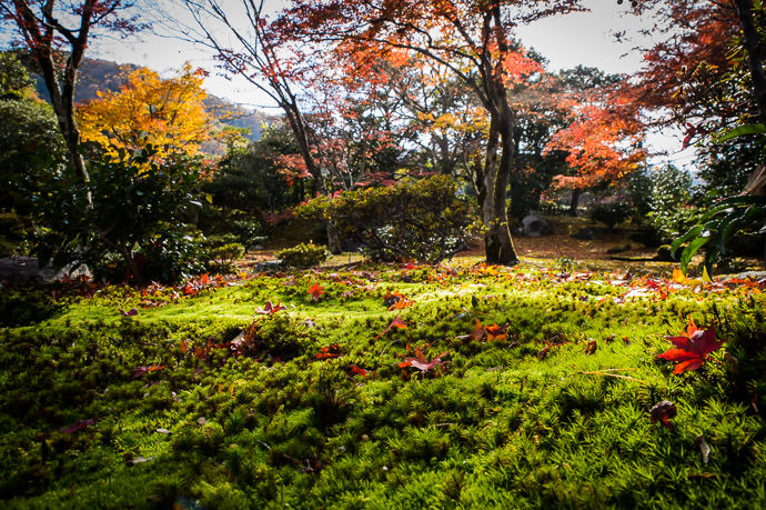 Lower Mossy Angle -- Shugakuin Imperial Villa (修学院離宮) -- Kyoto, Japan -- Copyright 2013 Jeffrey Friedl, http://regex.info/blog/ -- This photo is licensed to the public under the Creative Commons Attribution-NonCommercial 4.0 International License http://creativecommons.org/licenses/by-nc/4.0/ (non-commercial use is freely allowed if proper attribution is given, including a link back to this page on http://regex.info/ when used online)