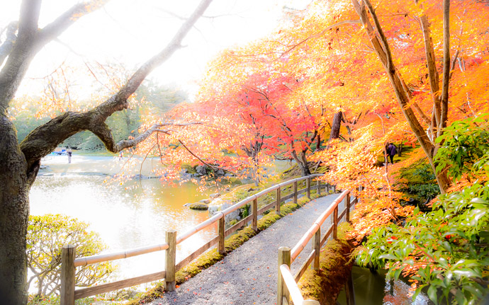 a fall-foliage scene at the Sento Imperial Palace (仙洞御所), Kyoto Japan