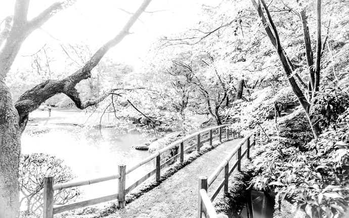 a styalized B&W view of an autumn scene at the Sento Imperial Palace (仙洞御所), Kyoto Japan