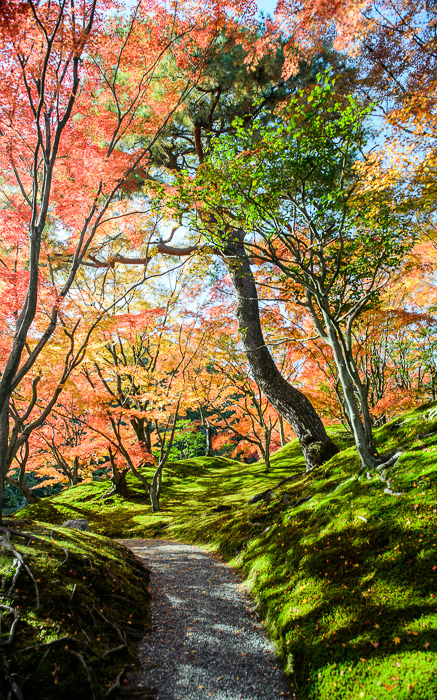 desktop background image of a fall-foliage sceen at the Sento Imperial Palace (仙洞御所), Kyoto Japan -- Singing Angels would stop in their tracks at this view -- Sento Imperial Palace (仙洞御所) -- Copyright 2013 Jeffrey Friedl, http://regex.info/blog/2014-09-22/2460 -- This photo is licensed to the public under the Creative Commons Attribution-NonCommercial 4.0 International License http://creativecommons.org/licenses/by-nc/4.0/ (non-commercial use is freely allowed if proper attribution is given, including a link back to this page on http://regex.info/ when used online)