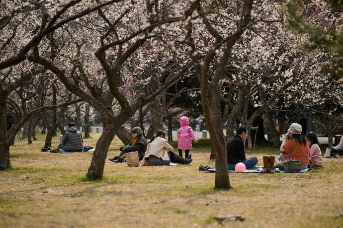 Pink -- Kyoto Imperial Palace Park (京都御所公園) -- Kyoto, Japan -- Copyright 2014 Jeffrey Friedl, http://regex.info/blog/2014-03-16/2400 -- This photo is licensed to the public under the Creative Commons Attribution-NonCommercial 4.0 International License http://creativecommons.org/licenses/by-nc/4.0/ (non-commercial use is freely allowed if proper attribution is given, including a link back to this page on http://regex.info/ when used online)
