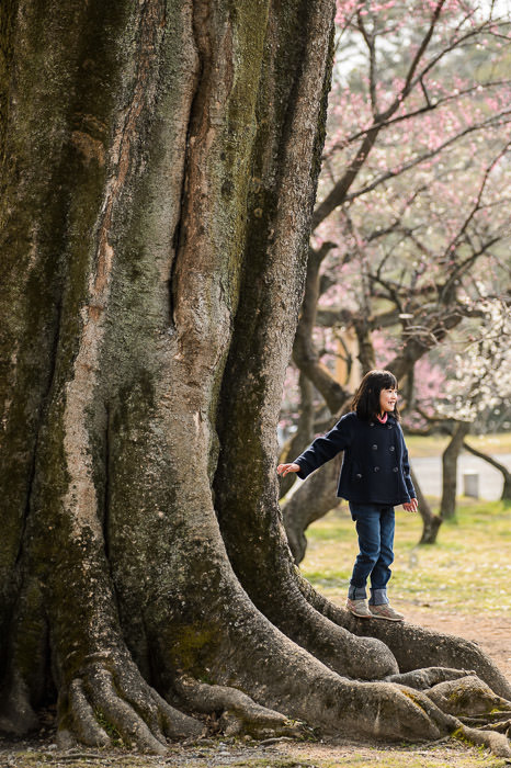 Big you almost don't notice until a kids is there for scale -- Kyoto Imperial Palace Park (京都御所公園) -- Kyoto, Japan -- Copyright 2014 Jeffrey Friedl, http://regex.info/blog/2014-03-16/2400 -- This photo is licensed to the public under the Creative Commons Attribution-NonCommercial 4.0 International License http://creativecommons.org/licenses/by-nc/4.0/ (non-commercial use is freely allowed if proper attribution is given, including a link back to this page on http://regex.info/ when used online)