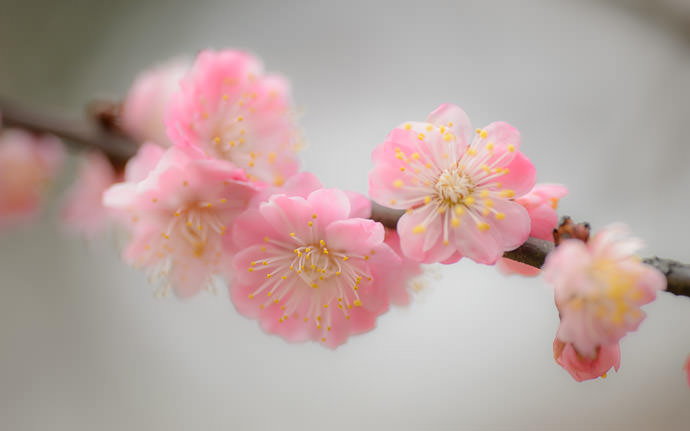 desktop background image of plum blossoms at the Kitano Tenmangu Shrine (北野天満宮), Kyoto Japan -- 梅 -- Kitano Tenman-gu Shrine (北野天満宮) -- Copyright 2014 Jeffrey Friedl, http://regex.info/blog/