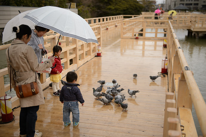 Feeding the Birds -- Nagaoka Tenmangu Shrine (長岡天満宮) -- Nagaokakyo, Kyoto, Japan -- Copyright 2014 Jeffrey Friedl, http://regex.info/blog/ -- This photo is licensed to the public under the Creative Commons Attribution-NonCommercial 4.0 International License http://creativecommons.org/licenses/by-nc/4.0/ (non-commercial use is freely allowed if proper attribution is given, including a link back to this page on http://regex.info/ when used online)