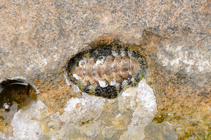 Some Kind Of Something hard-shelled muscle/clamish thing evocative of a Trilobite -- Senjojiki (千畳敷) -- Shirahama, Wakayama, Japan -- Copyright 2014 Jeffrey Friedl, http://regex.info/blog/