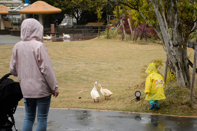 Poor Duckys easy targets for toddlers -- Adventure World -- Shirahama, Wakayama, Japan -- Copyright 2014 Jeffrey Friedl, http://regex.info/blog/