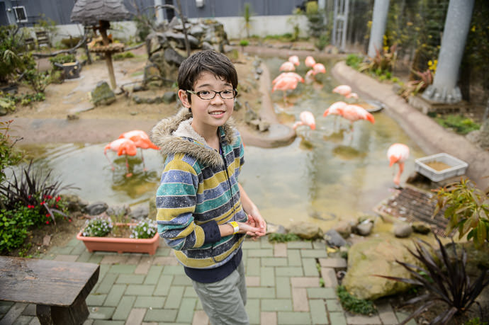More Flamingos -- Adventure World -- Shirahama, Wakayama, Japan -- Copyright 2014 Jeffrey Friedl, http://regex.info/blog/