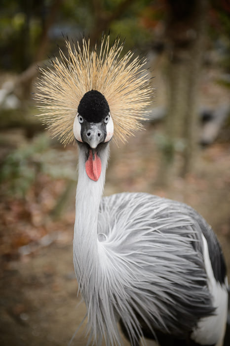 Up Close and Personal some bird at Adventure World Shirahama Japan -- Nishimuro, Wakayama, Japan -- Copyright 2014 Jeffrey Friedl, http://regex.info/blog/