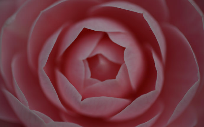 desktop background image of a pink Japanese camellia (乙女椿) -- Brooding Beauty straight out of the camera -- Michinoku Hot Springs (みちのく温泉) -- Nishitsugaru, Aomori, Japan -- Copyright 2014 Jeffrey Friedl, http://regex.info/blog/2014-05-02/2415 -- This photo is licensed to the public under the Creative Commons Attribution-NonCommercial 4.0 International License http://creativecommons.org/licenses/by-nc/4.0/ (non-commercial use is freely allowed if proper attribution is given, including a link back to this page on http://regex.info/ when used online)