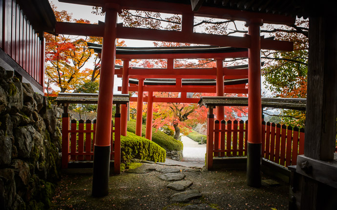 a fall-foliage scene at the Yoshiminedera Temple (善峯寺のもみじ), Kyoto Japan