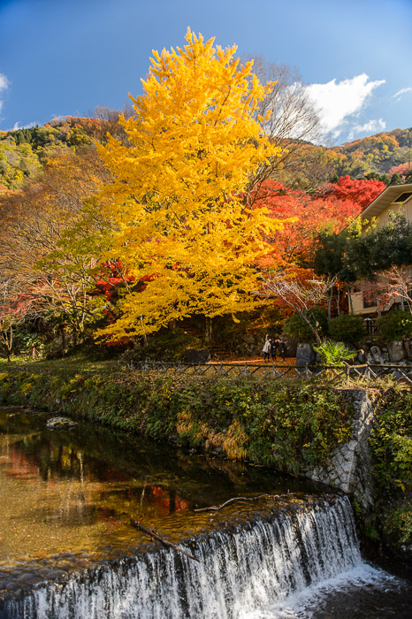 Selfie In Progress Near the Rurikoin Temple, in the mountains of north-east Kyoto, Japan 京都市の瑠璃光院の近く -- Copyright 2014 Jeffrey Friedl, http://regex.info/blog/