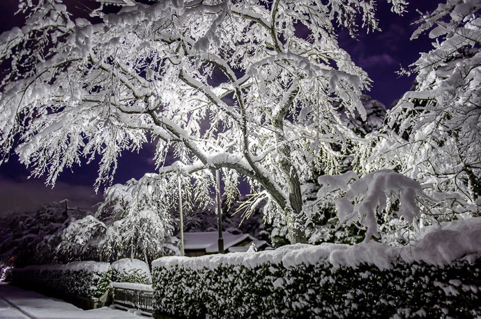 Positively Pregnant heavily laden with snow -- Kyoto, Japan -- Copyright 2015 Jeffrey Friedl, http://regex.info/blog/