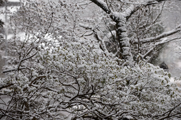 Thin Flimsy Branches positively pregnant with snow -- Joshokoji Temple (常照皇寺) -- Kyoto , Kyoto, Japan -- Copyright 2015 Jeffrey Friedl, http://regex.info/blog/ -- This photo is licensed to the public under the Creative Commons Attribution-NonCommercial 4.0 International License http://creativecommons.org/licenses/by-nc/4.0/ (non-commercial use is freely allowed if proper attribution is given, including a link back to this page on http://regex.info/ when used online)