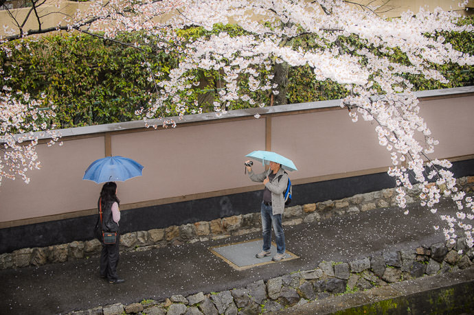 Cherry Blossoms in Kyoto amidst a light rain 小雨の桜、京都で -- Kyoto, Japan -- Copyright 2015 Jeffrey Friedl, http://regex.info/blog/