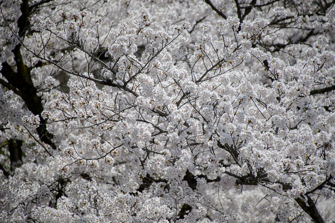 Solid Blossoms three days ago -- Kyoto, Japan -- Copyright 2015 Jeffrey Friedl, http://regex.info/blog/ -- This photo is licensed to the public under the Creative Commons Attribution-NonCommercial 4.0 International License http://creativecommons.org/licenses/by-nc/4.0/ (non-commercial use is freely allowed if proper attribution is given, including a link back to this page on http://regex.info/ when used online)