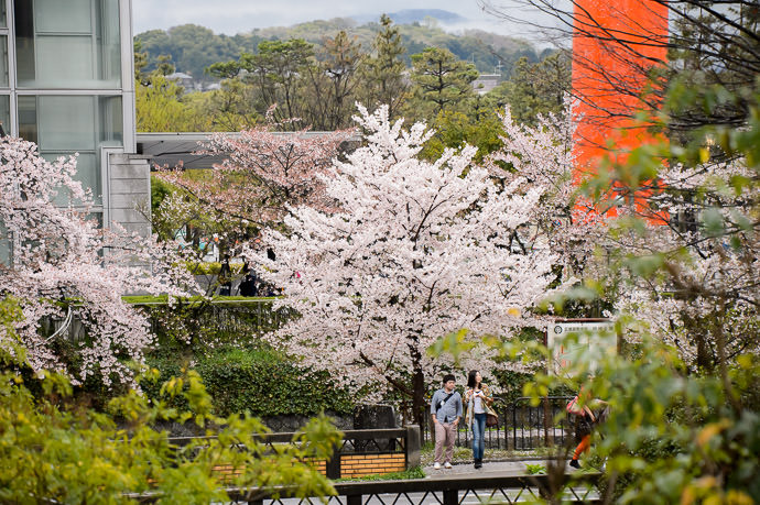 Today compare the cherry tree in the background with the one in the center 今日 -- Kyoto, Japan -- Copyright 2015 Jeffrey Friedl, http://regex.info/blog/ -- This photo is licensed to the public under the Creative Commons Attribution-NonCommercial 4.0 International License http://creativecommons.org/licenses/by-nc/4.0/ (non-commercial use is freely allowed if proper attribution is given, including a link back to this page on http://regex.info/ when used online)