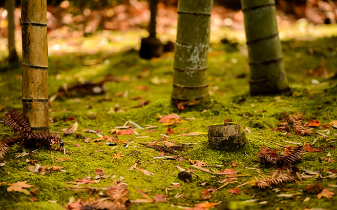 desktop background image of a garden scene at the Tenjuan Temple (天授庵), Kyoto Japan -- Bamboo and Moss 竹と苔 -- Tenjuan Temple (天授庵) -- Copyright 2015 Jeffrey Friedl, http://regex.info/blog/ -- This photo is licensed to the public under the Creative Commons Attribution-NonCommercial 4.0 International License http://creativecommons.org/licenses/by-nc/4.0/ (non-commercial use is freely allowed if proper attribution is given, including a link back to this page on http://regex.info/ when used online)