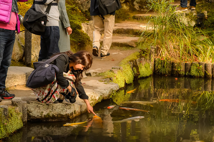 Tickling a Carp's Nose 鯉さんの鼻をくすぐる -- Tenjuan Temple (天授庵) -- Kyoto, Japan -- Copyright 2015 Jeffrey Friedl, http://regex.info/blog/ -- This photo is licensed to the public under the Creative Commons Attribution-NonCommercial 4.0 International License http://creativecommons.org/licenses/by-nc/4.0/ (non-commercial use is freely allowed if proper attribution is given, including a link back to this page on http://regex.info/ when used online)